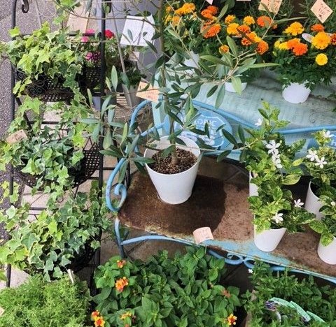 我が家で出来る事「気分転換に観葉植物」はいかがですか。